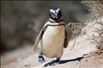 Penguin Waddle